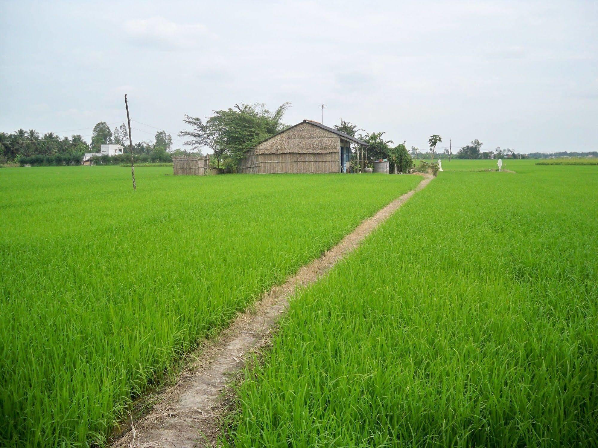 Rice Flower Homestay Hội An Extérieur photo